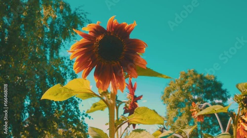 Sunflower and bee