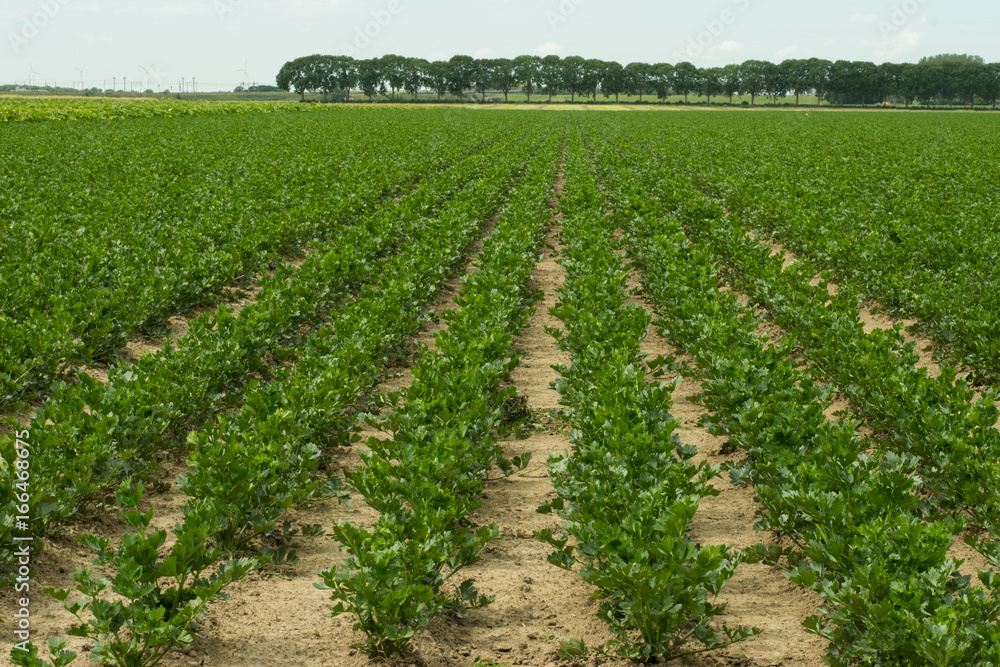 Celery field Celery field