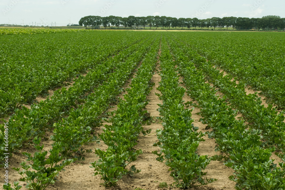 Celery field