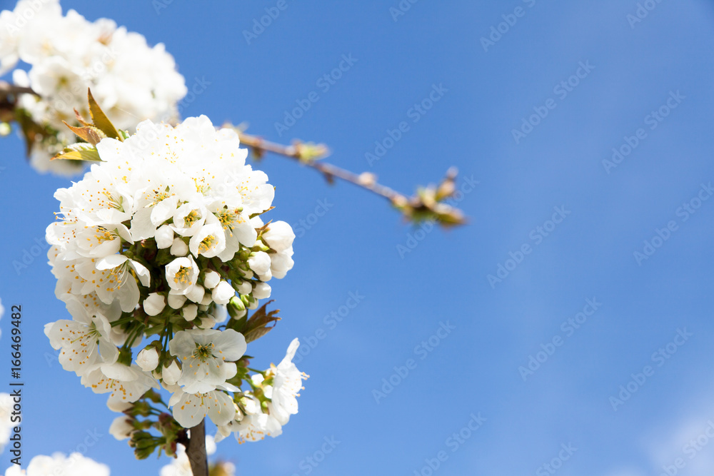 Cherry Blossom Cherry Blossom