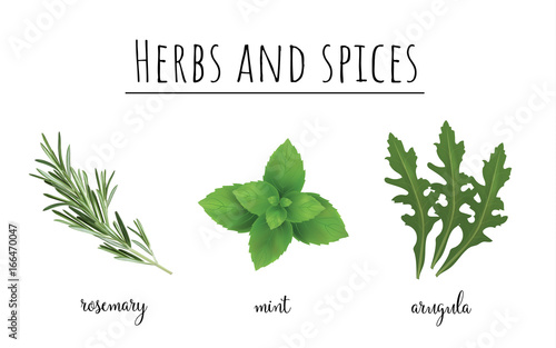 Herbs and spices color set. Collection of herbs and spices vector illustration. Rucola, mint and rosemary