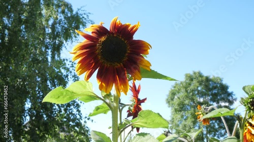 Sunflower and bee