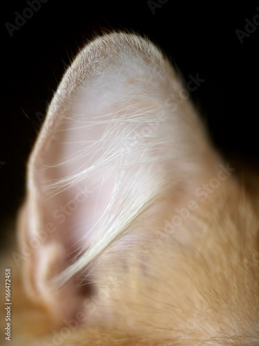 ear ginger cat, macro, selective focus