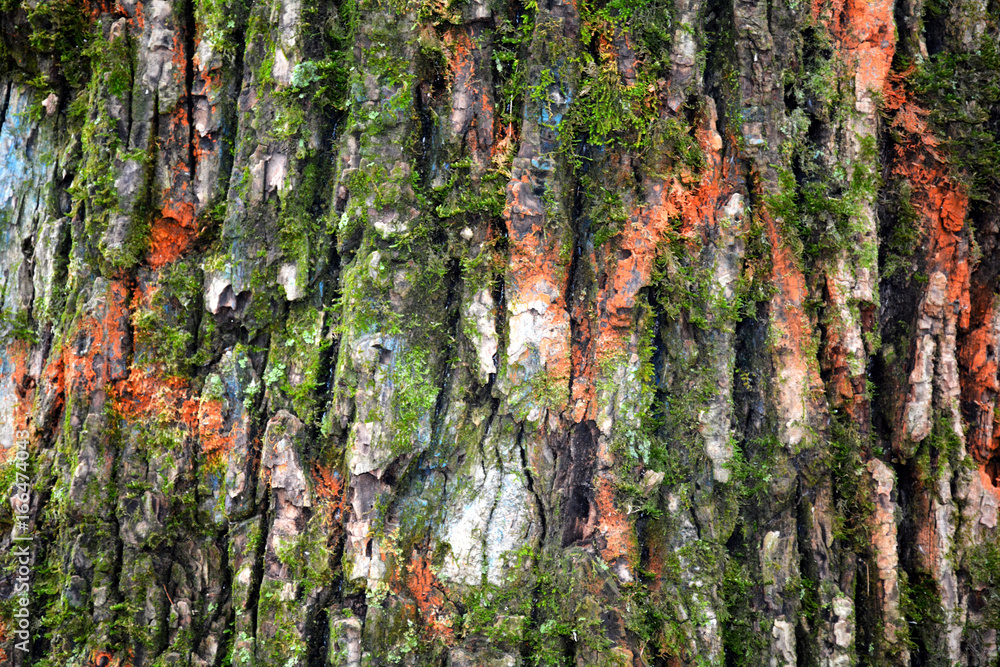 Fototapeta premium Green tree wooden background wallpaper