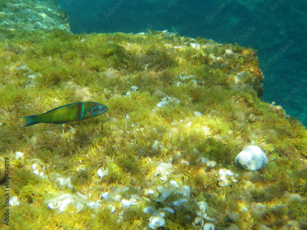 Fototapeta premium Girelle Paon