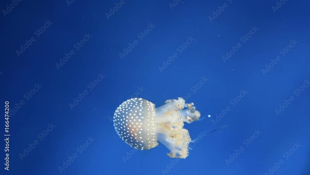 An australian spotted jellyfish, phyllorhiza punctata. This jellyfish can reach up to 20 inches in bell diameter An australian spotted jellyfish, phyllorhiza punctata. This jellyfish can reach up to 20 inches in bell diameter