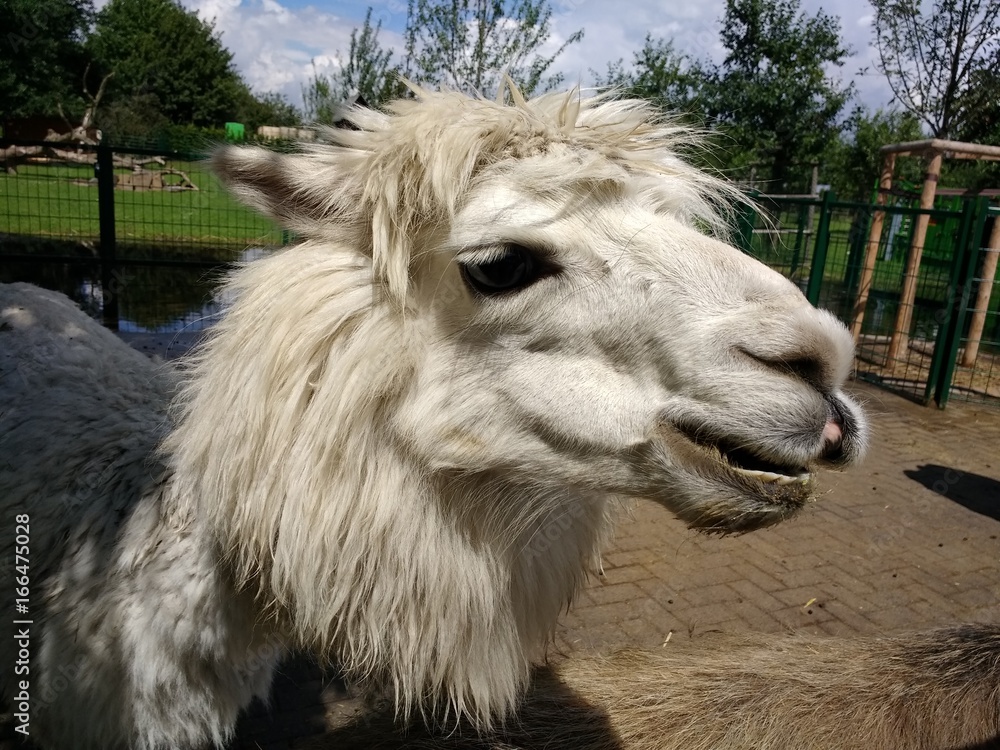 Fototapeta premium Streichelzoo, Esel, Lama, Huhn, Büffel, Stalltiere, Schwein, Bauernhof, Tierzucht, Tiergehege, Ziege, Tierpark