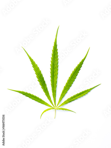 cannabis leaf