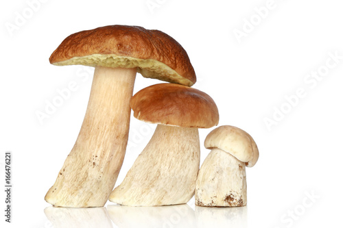 Boletus mushrooms on white background