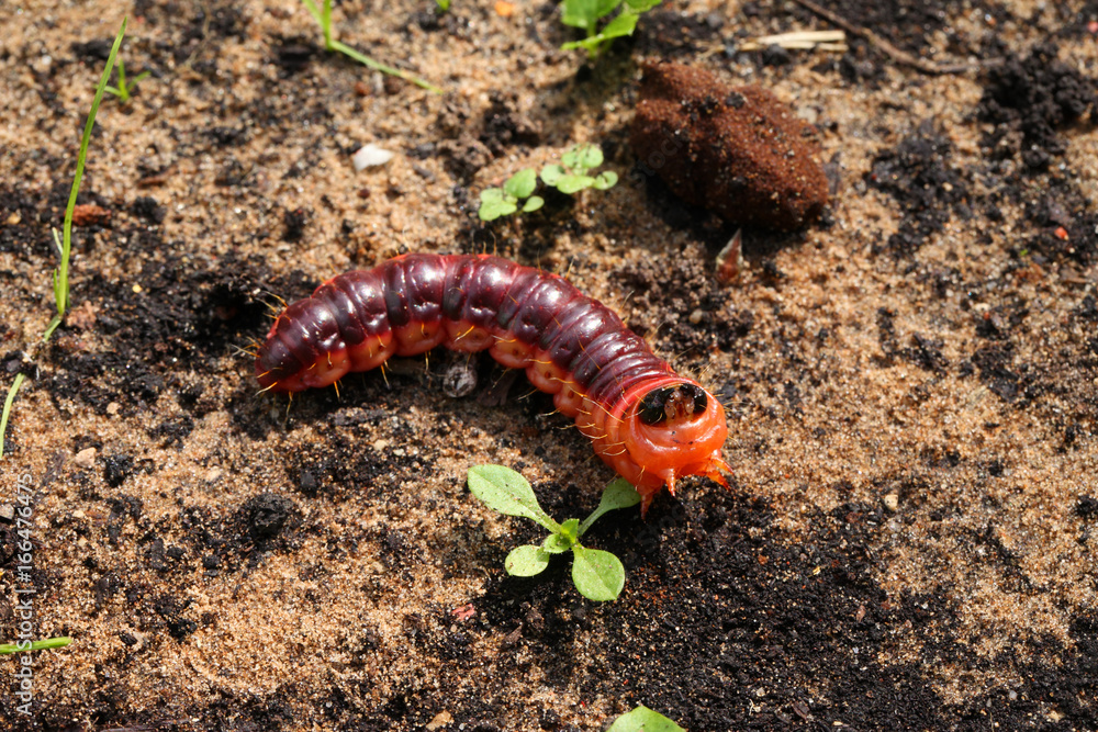 Caterpillar crawling on the ground Caterpillar crawling on the ground