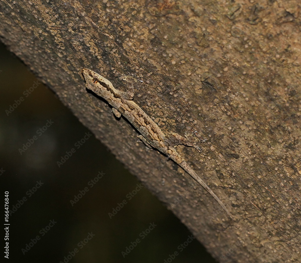 Obraz premium lizard