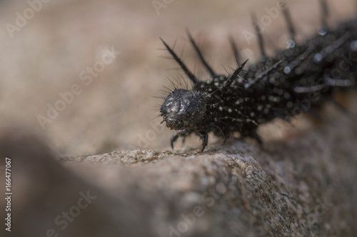 peacock caterpillar