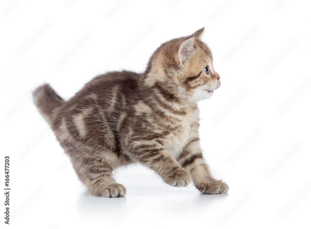 Frightened kitten cat side view Frightened kitten cat side view