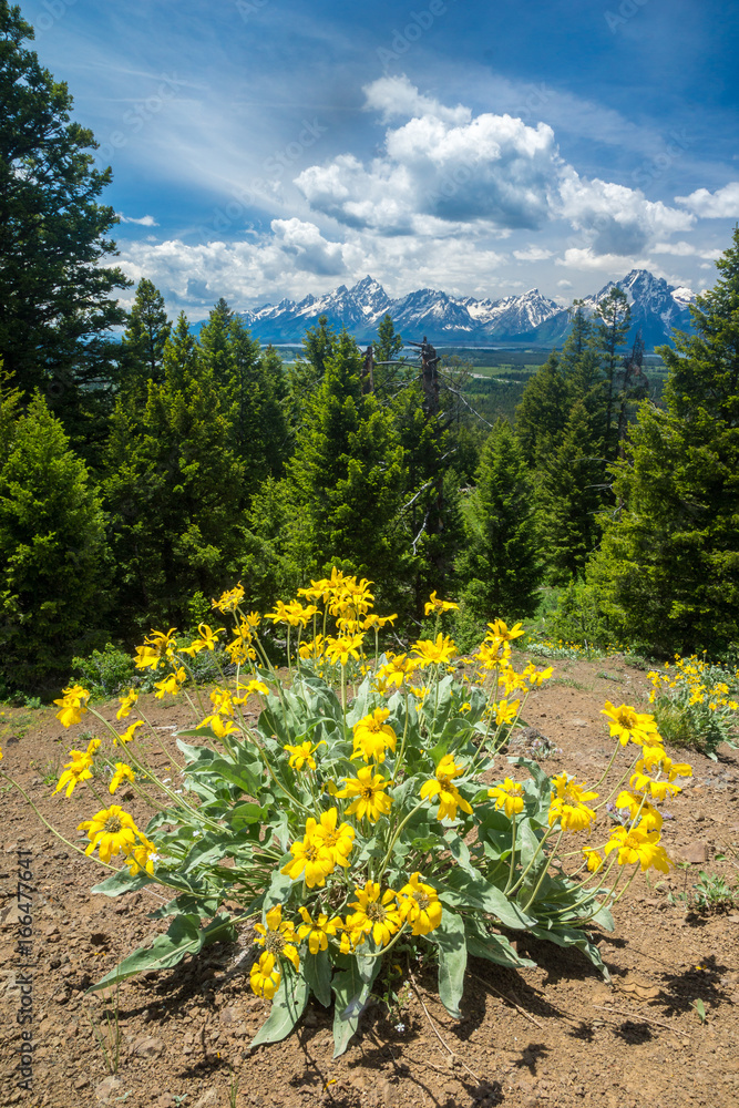 Blumen im Grand Teton National Park, Wyoming