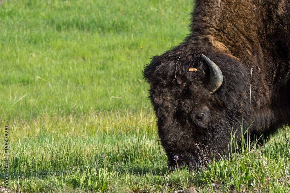 Bison im Yellowstone Nationalpark, Wyoming Bison im Yellowstone Nationalpark, Wyoming