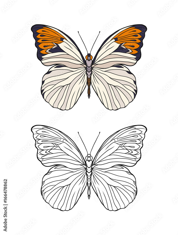Obraz premium Set of colored and outline butterfly. Stock line vector illustration. 