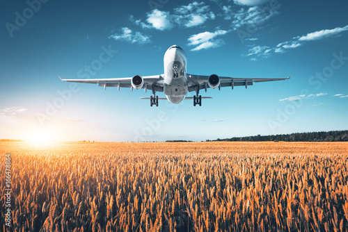 Amazing airplane. Landscape with big white passenger airplane is flying in the blue sky over wheat field at colorful sunset in summer. Passenger airplane is landing. Business trip. Commercial aircraft