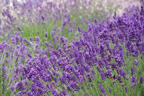 English lavender