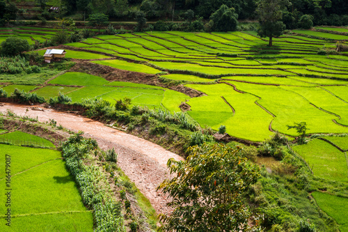 Green Terraces rice field, a beautiful natural beauty on mountain in Nan,Khun Nan  Rice Terraces, Boklua  Nan Province, Thailand © cheewin