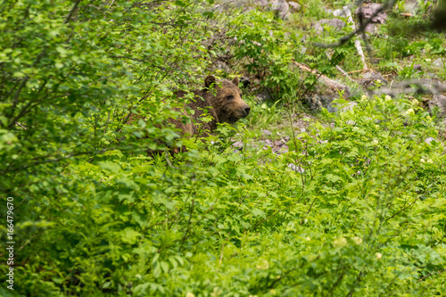 Begegnung mit einem Grizzly Bär während einer Wanderung im Glacier National Park, Montana