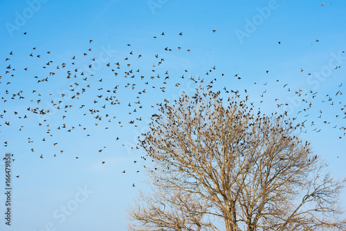 Birds on tree. Blue sky background.