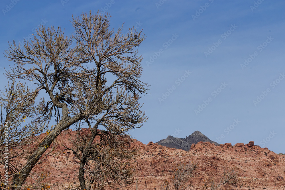 Tree without leaves in Red Rock Canyon, during winter, on a sunny day with blue sky-Stock Photos