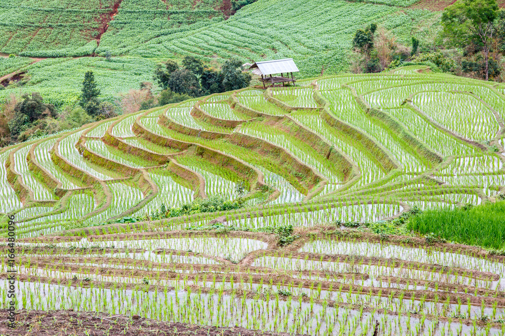 Green Terraced Rice Field in rain season at Pa Pong Pieng village, Mae Chaem, Chiang Mai, Thailand