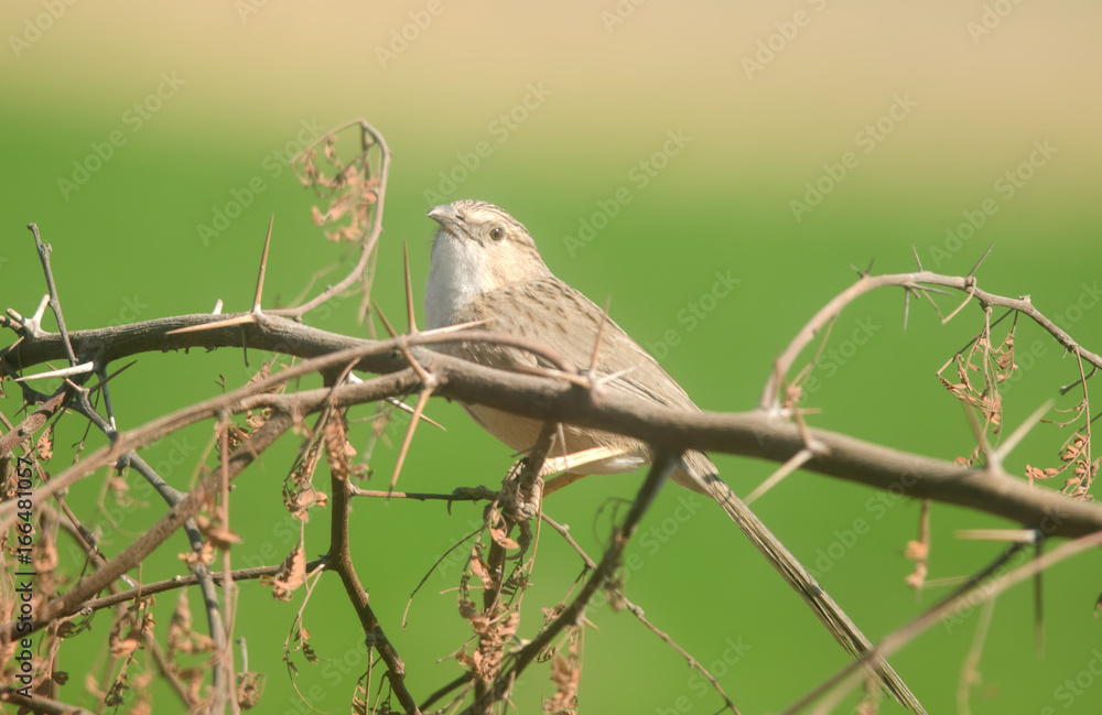 Fototapeta premium Common Babbler