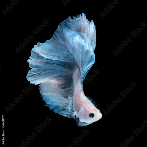 Blue betta fish © Jirawatfoto