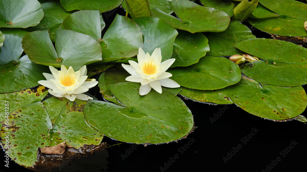 Yellow Waterlily flowers ( Nymphaea ) in a garden pond Yellow Waterlily flowers ( Nymphaea ) in a garden pond