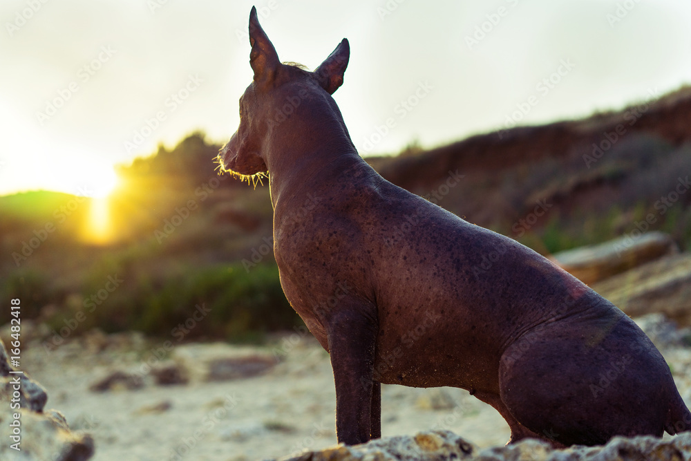 Close up portrait One Mexican hairless dog (xoloitzcuintle, Xolo) sits on a sandy beach on a sunset background.