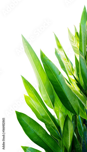 tropical leaf, green nature isolated on white background