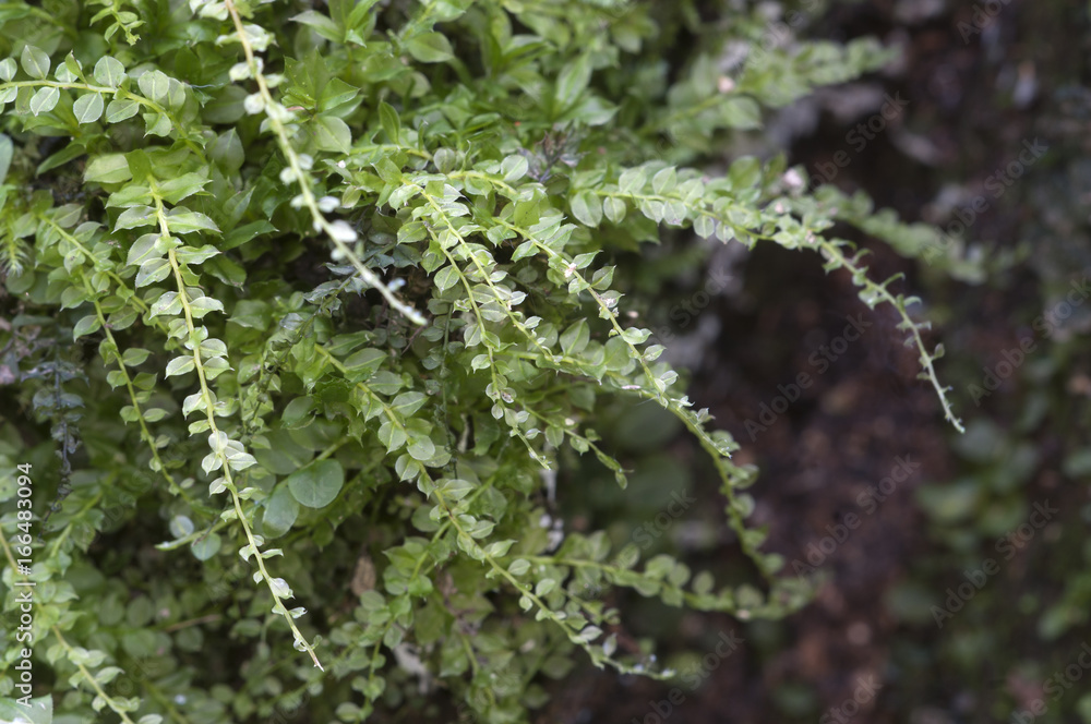 Moss (Tetraphis pellucida)