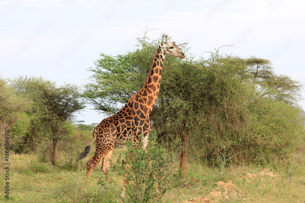 Fototapeta premium Girafe de Tanzanie