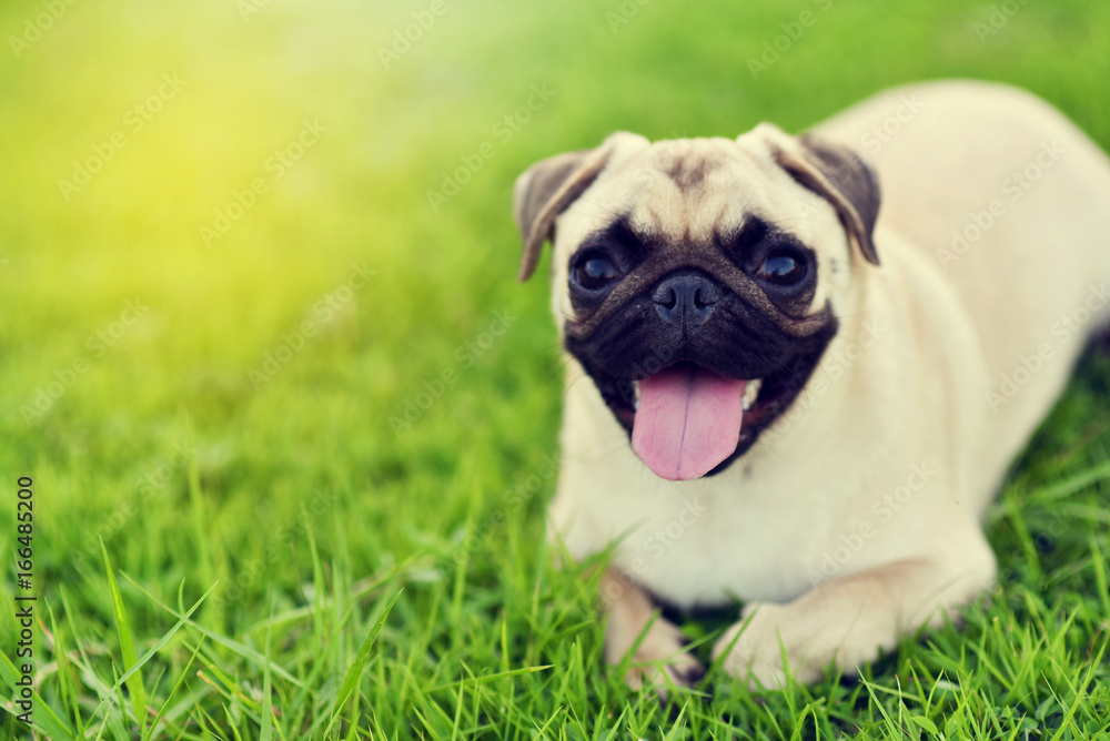 Happy fat Pug in garden
