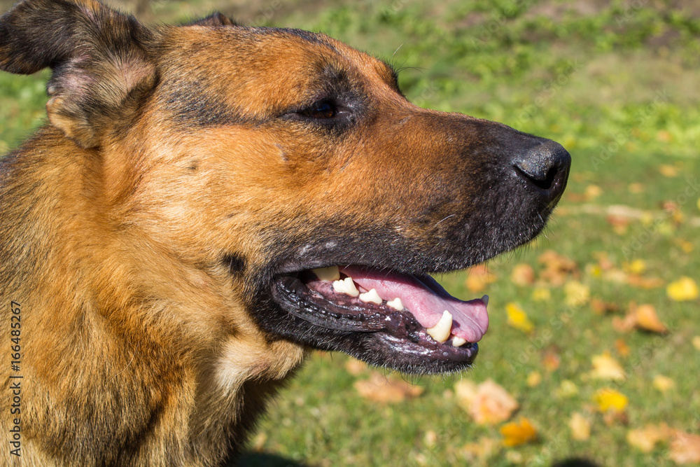 Autumn portrait of german shepherd