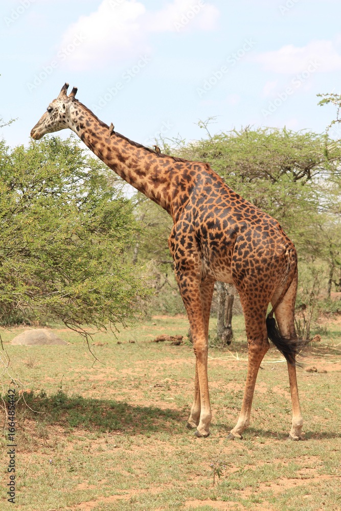 Obraz premium girafe de Tanzanie