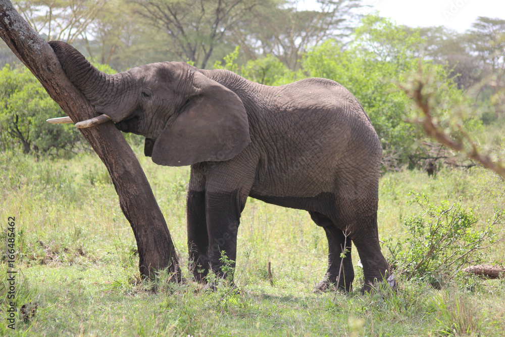 Fototapeta premium Elephant de Tanzanie