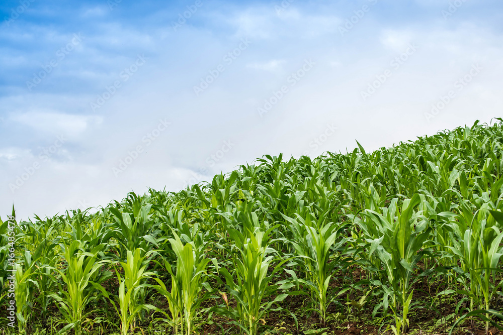 Fototapeta premium cornfield on mountain , chiangmai province , north of thailand , landscape
