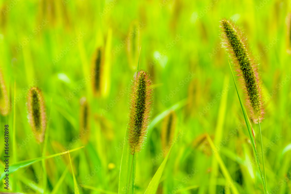 Inflorescences of Setaria pumila against a green blurry meadow background Inflorescences of Setaria pumila against a green blurry meadow background