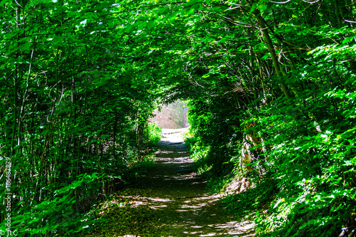 Tunnel through the woods