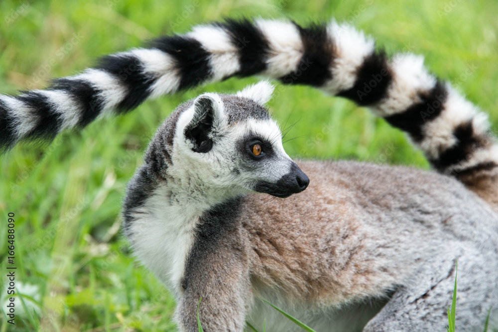 Fototapeta premium Long tail of ring tailed lemur