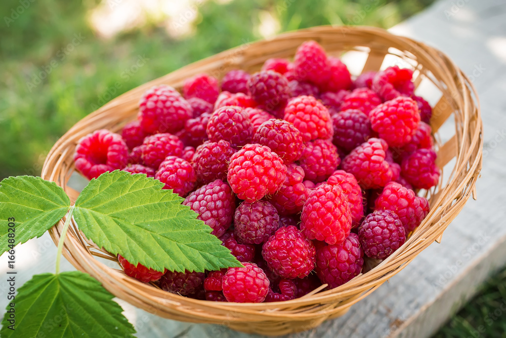 Raspberry basket, raspberry bush branch, growing raspberries Raspberry basket, raspberry bush branch, growing raspberries