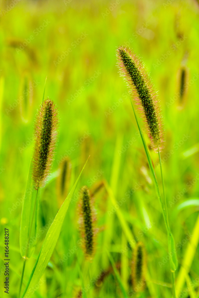 Inflorescences of Setaria pumila against a green blurry meadow background Inflorescences of Setaria pumila against a green blurry meadow background