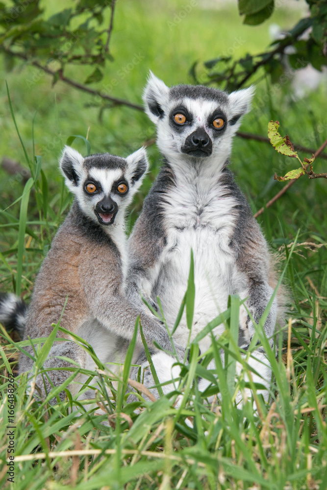 Young and adult ring tailed lemur Young and adult ring tailed lemur