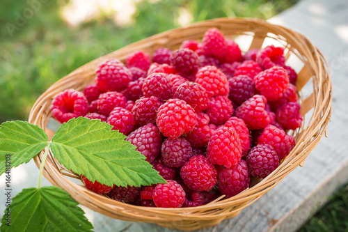 Raspberry basket, raspberry bush branch, growing raspberries