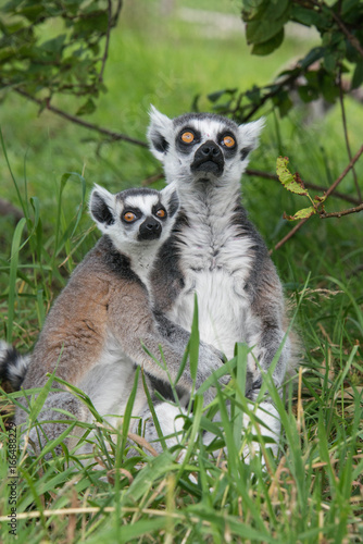 Young and adult ring tailed lemur © annapimages