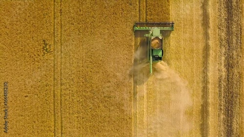 Top view combine harvester gathers the wheat at sunset. Harvesting grain field, crop season photo