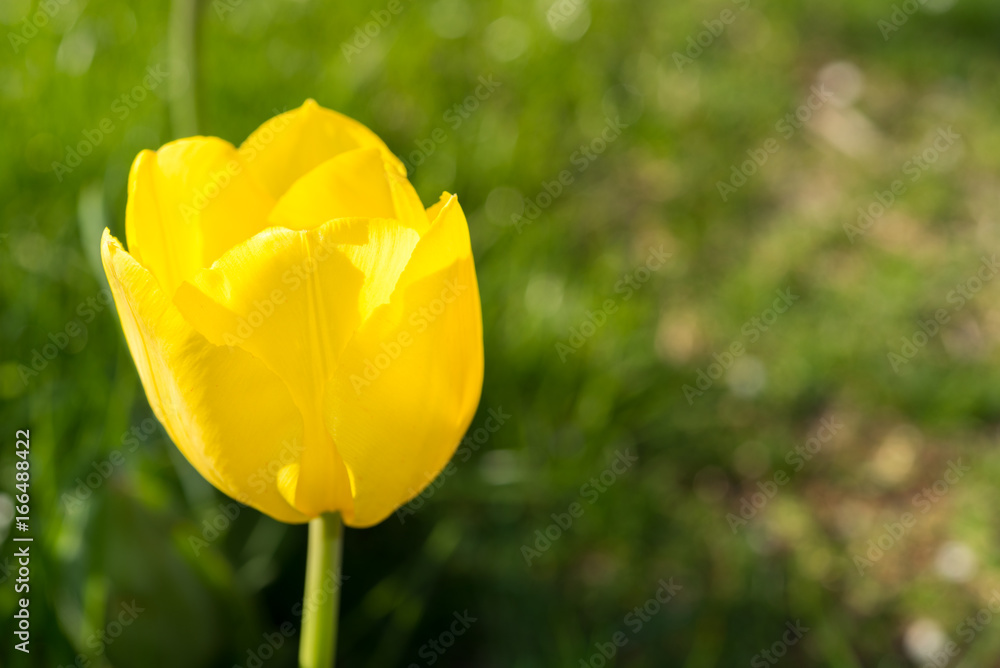 Yellow Tulip. Close-up. Yellow Tulip. Close-up.