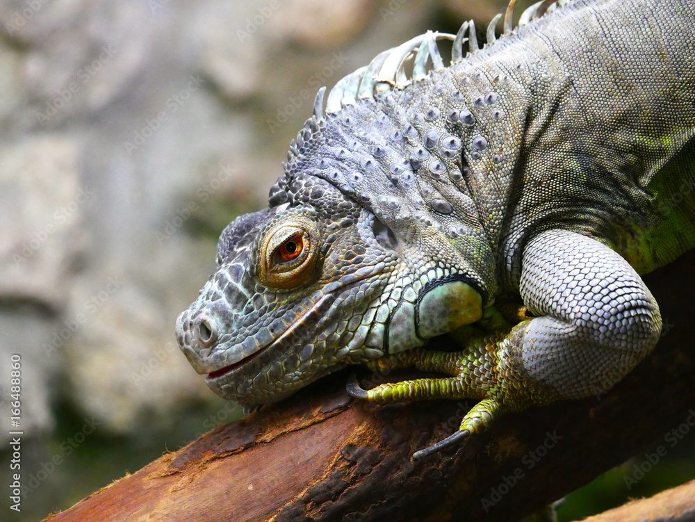 Lézard Lézard